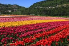 Colleen Tulip field