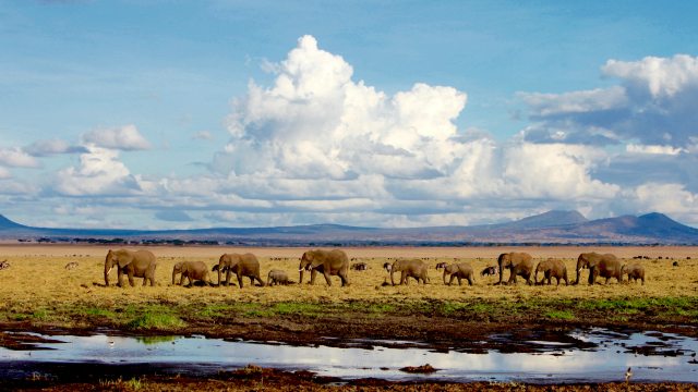 Elephants roaming Tarangire National Park