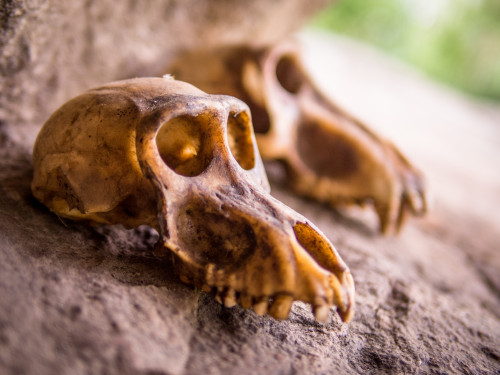 Africa Baboon skull