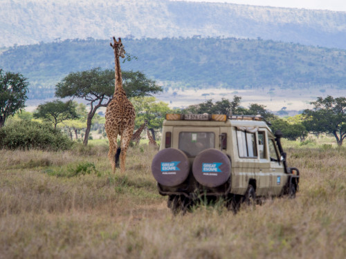 Africa giraffe