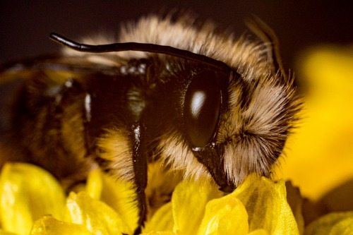 Break Into Macro Photography With This DIY Lens That Can Produce Amazing Results