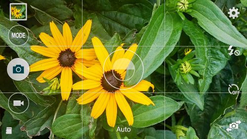 Tap your subject before taking a smart phone photo for best results