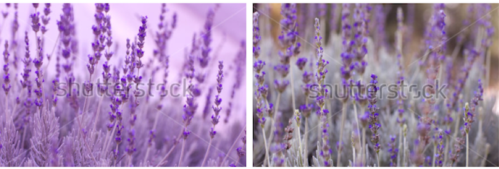 Ultra violet is officially the color of the year - here's how to work it into your photos...