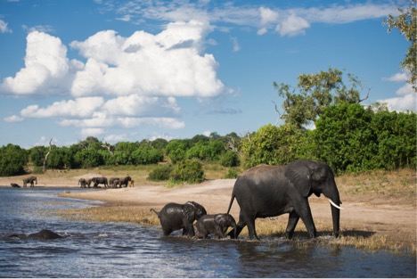 elephants swimming and playing in the water along the Chobe River during our boat safari