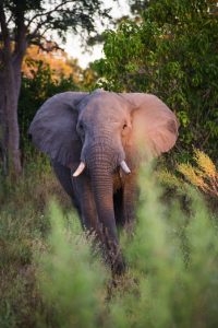 Interact with elephants in their natural environment on our African Photo Safari