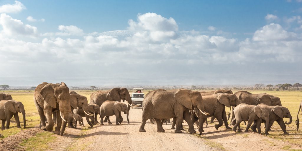 Elephants in Amboseli National Reserve in Kajiado County, Kenya