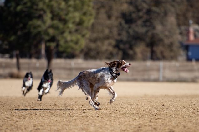 Shooting pets or kids is a good opportunity to practice capturing motion...