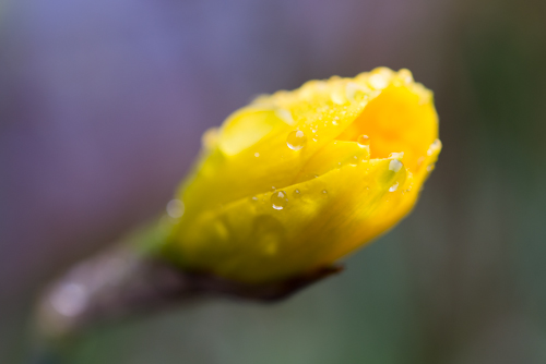 daffodil bud