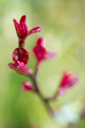 redleaves